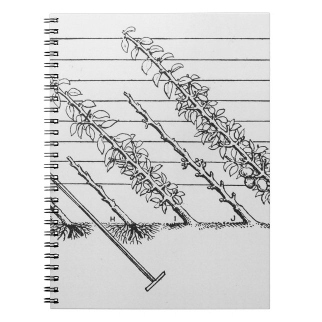 Training young trees, from 'The Fruit Grower's Gui Notebook (Front)