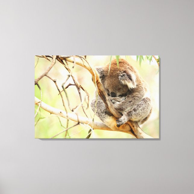 TRANQUIL KOALA 24x36 Canvas Print (Front)