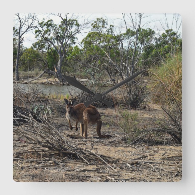 Tranquil Moment: Australian Kangaroo at Billabong Square Wall Clock (Front)