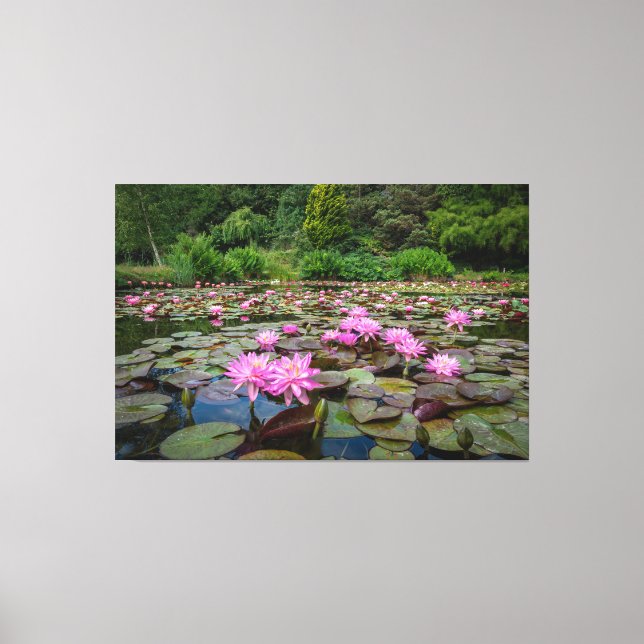 Tranquil Reflections: Pink Water Lilies Canvas Print (Front)