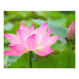 Tranquility: A Pink Lotus Flower in Bloom Photo Print