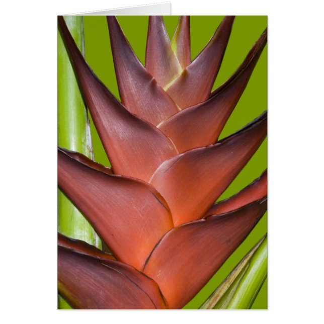 Transitoire de fleur de Bromeliad # 1 (Devant)