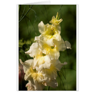 Transitoire jaune de fleur de glaïeul
