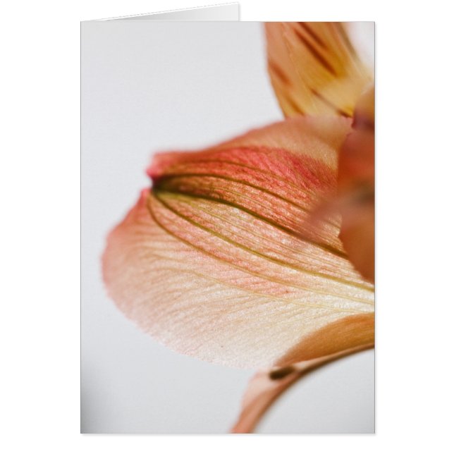 Translucent (Front)