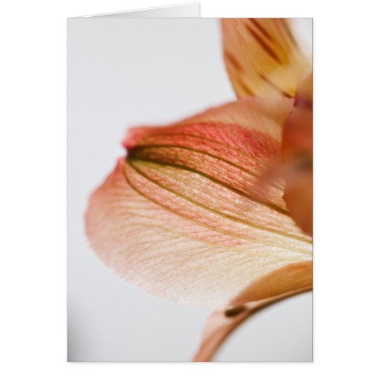 Translucent Card