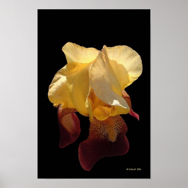 Translucent Iris Poster (Front)
