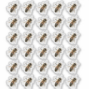 Transparent Crawling Honeybee Photo Sticker