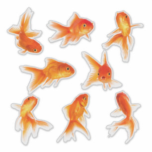 Transparent Goldfish Stickers
