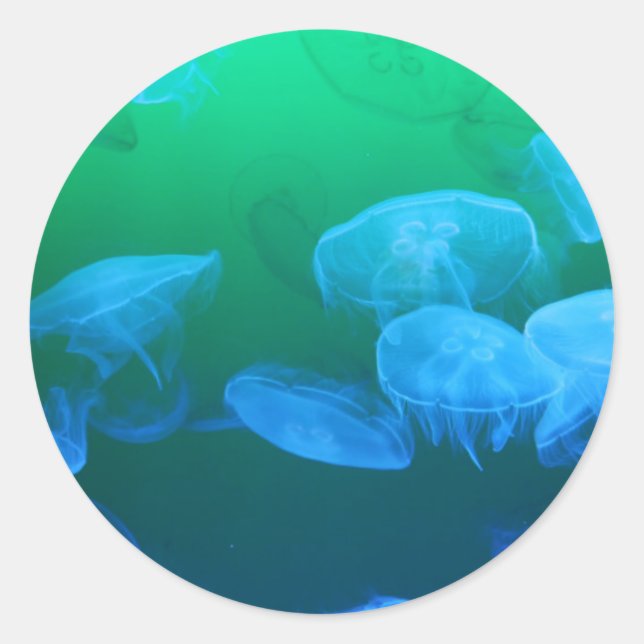 Transparent Jellyfish Classic Round Sticker (Front)