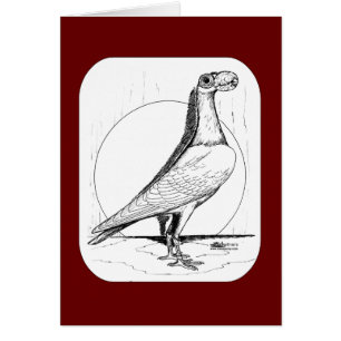 Transporteur anglais Pigeon1978