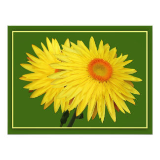 Transvaal Daisies Photo Print