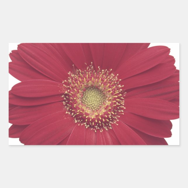 Transvaal daisy Common daisy Sticker (Front)