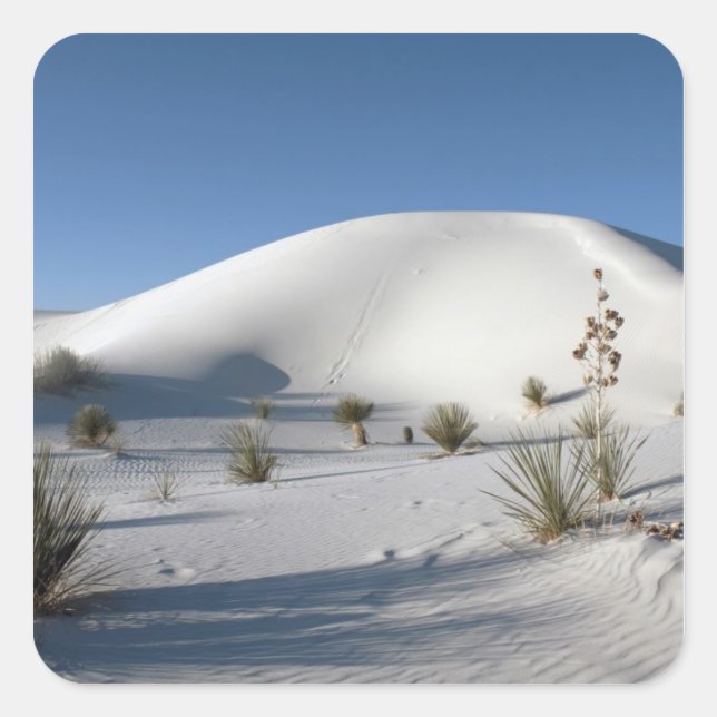 Transverse Dunes and Soaptree Yucca Square Sticker (Front)