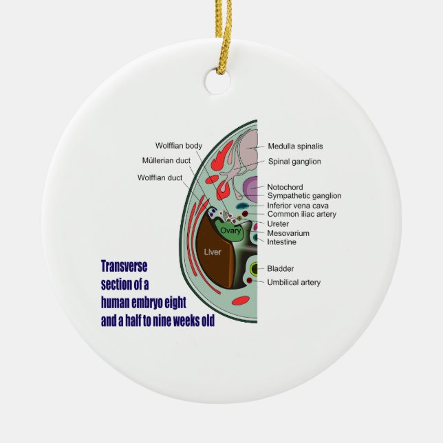 Transverse Section of Human Embryo 9 Weeks Old Ceramic Ornament (Front)