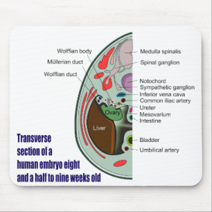 Transverse Section of Human Embryo 9 Weeks Old Mouse Pad