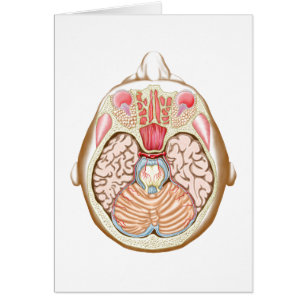 Transverse Section Of The Midbrain