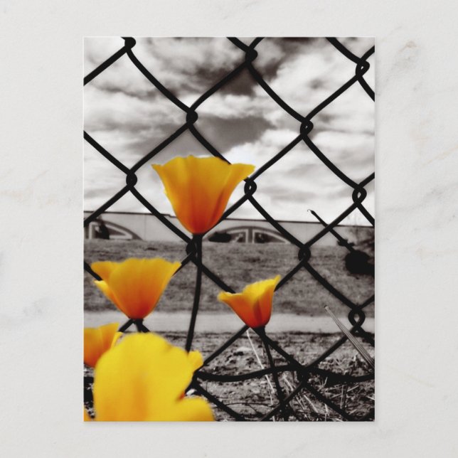 Trapped behind fences and under dramatic skies postcard (Front)