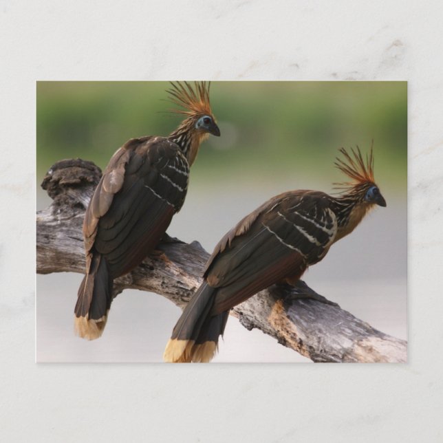 Travel collecting postcard 10 (Front)