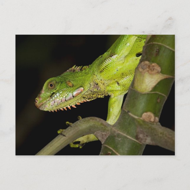 Travel collecting postcard 12 (Front)