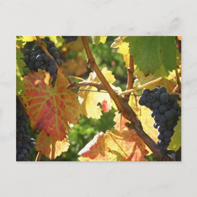 Travel collecting postcard 65 (Front)