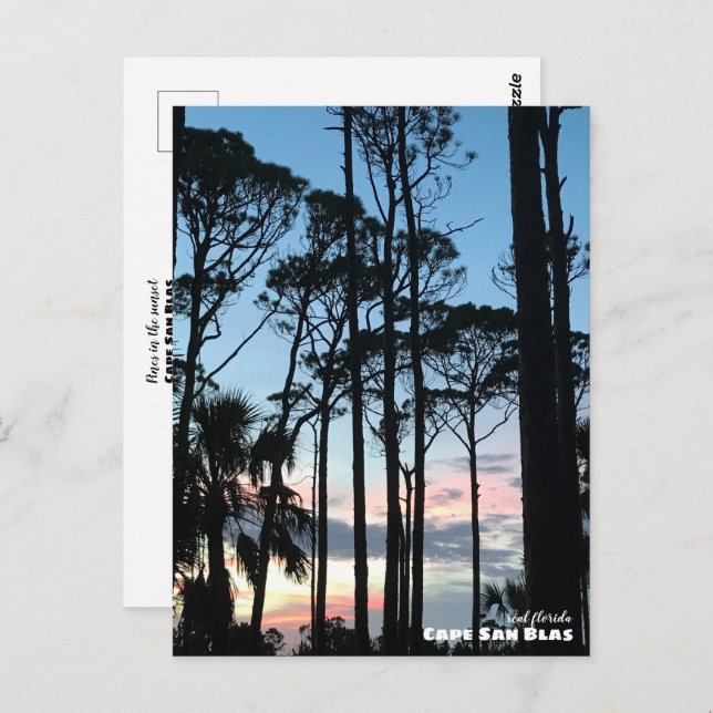 Travel | Florida - Cape San Blas Pines Sunset Postcard (Front/Back)