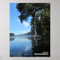 Travel | Florida - Old Cypress Tree, Wacissa River