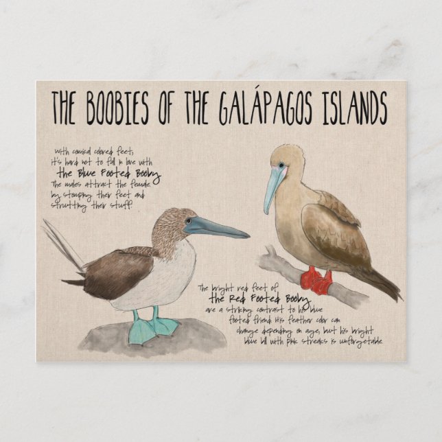 Travel Sketch Postcard: Birds of the Galapagos Postcard (Front)