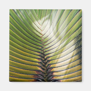 Traveler's Tree - Guadeloupe Magnet