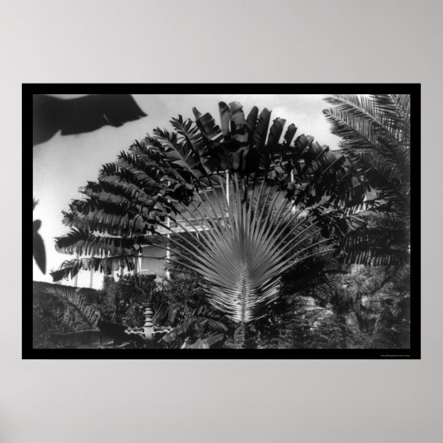 Travellers Palm Tree Kenya 1920 Poster (Front)