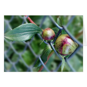 traverser la clôture