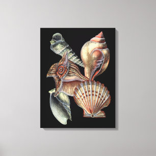 Treasures of the Sea Canvas Print
