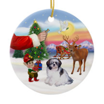 Treat for a Shih Tzu (A)