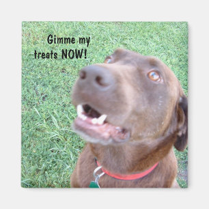 Treats NOW Magnet