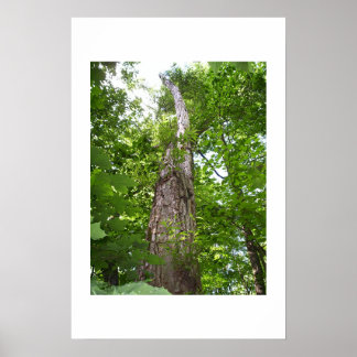 Tree.02 Poster