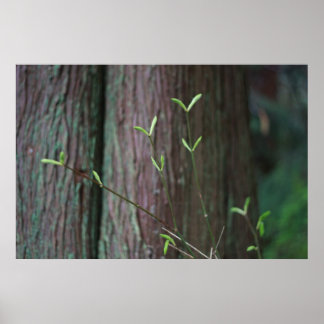 tree and green spring sprouts poster