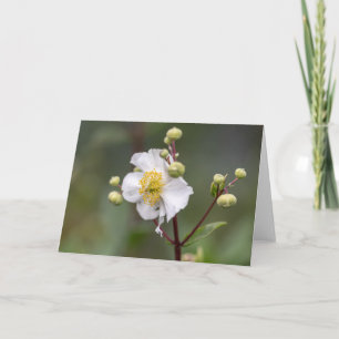 Tree Anemone Card