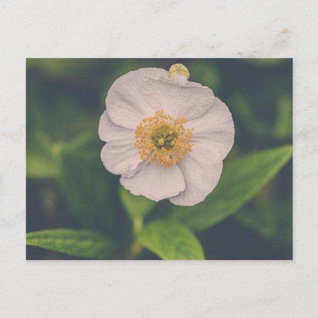 Tree Anemone Postcard (Front)