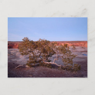 Tree at Canyon de Chelly Postcard