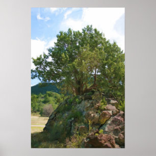 Tree at Capulin Volcano Poster