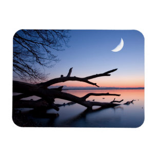 Tree at Starnberg Lake Muensing Bavaria Germany Magnet