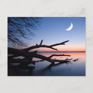 Tree at Starnberg Lake Muensing Bavaria Germany Postcard