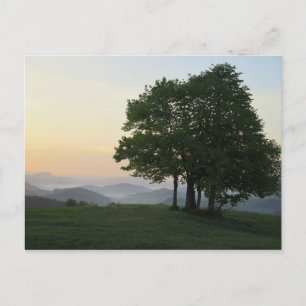Tree at sunrise postcard