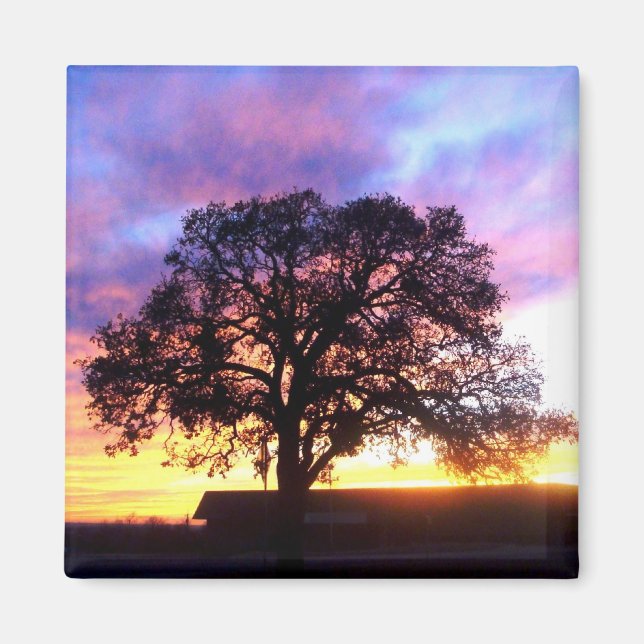 Tree at Sunset Magnet (Front)