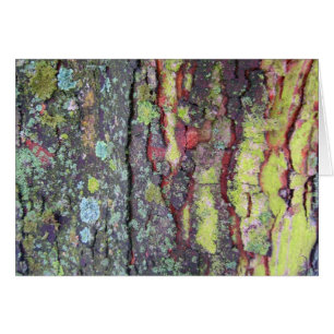 Tree Bark