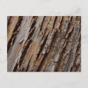 Tree Bark I Natural Abstract Textured Design Postcard