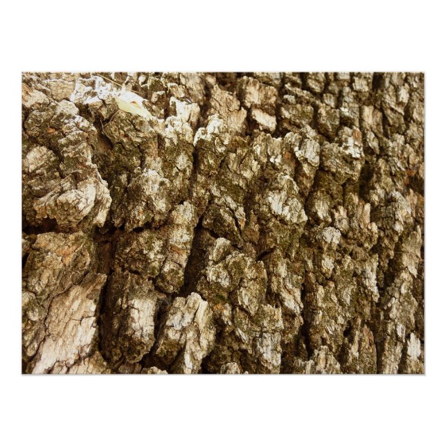 Tree Bark II Natural Textured Design Poster (Front)