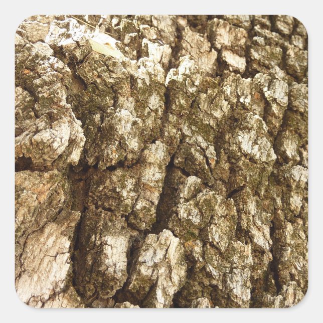 Tree Bark II Natural Textured Design Square Sticker (Front)