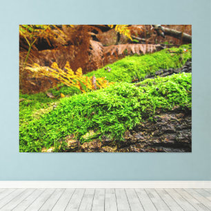 Tree Bark in Autumn Moss - Canvas Print