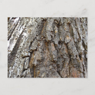 Tree Bark IV Abstract Nature Postcard