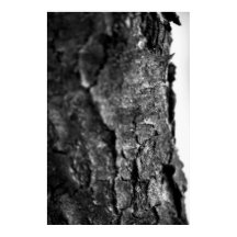 Tree Bark Macro Black and White